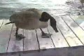 Crazy Goose