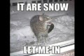Skitroliga katter!