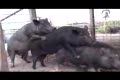 Pig Sex