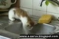 Katt kastar sig i soporna