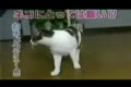 Tejpa din katt!