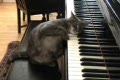 Katt som spelar piano