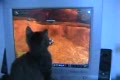 Katt lirar WOW