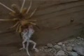 Big Ass Spider