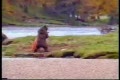Man fights with a bear