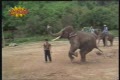 Elefant med grymma fotbollskillz!