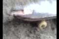 pajar skateboarden