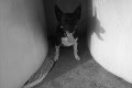 Sorglig film