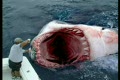 Monster Hajar