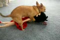 Hund har sex med dockan