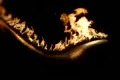 The Fire Flower