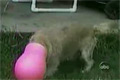 Hund med rosa mask