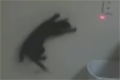 Katt jagar laserpekare