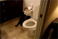 Katt spolar toalett