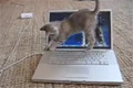 Kattunge vs Laptop
