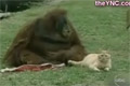 Katt och orangutang