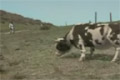 Cow fight