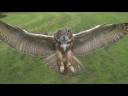 Photron SA2 Camera - Eagle Owl in Flight