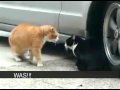 Otrohetsdrama med katter