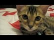 Shelby - The kitten!