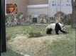 Panda vs gren