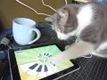 Katt leker med iPad