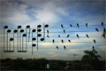Birds on the Wires