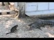 Modig katt vs. aligator