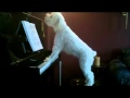 Hund spelar piano och sjunger