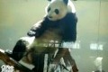 Dansande hip hop panda