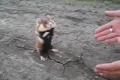 En aggressiv hamster