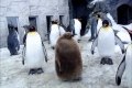 Udda pingvin