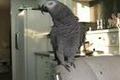 Beatboxande papegoja