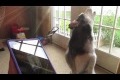 En Husky sjunger med Ipad