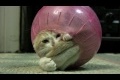 Katt som gillar hamsterboll