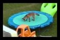 ? Funny Video - America's Funniest Home Videos Trampolines Montage part 415