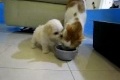 Puppy harassing a cat while it tries to eat