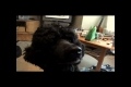 Never trust a Poodle... EVER! HD