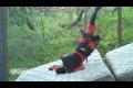 Ninja Warrior Training Fail