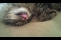 Katt sover med tungan ute.