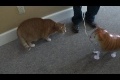 Katt VS ballong