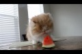 Katt mumsar vattenmelon 