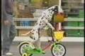 Japansk dalmatiner som cyklar