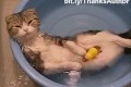 Katter och vatten!