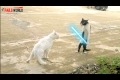 Don't Mess With Jedi Cat