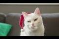 Katt sjunger Jingle Bells