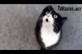 Scary Speaking Cat
