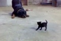 Liten katt moppsar upp sig mot stor hund