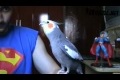 Parrot sings Super Mario Song WIN