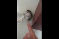 Hamster blir skjuten av fingerpistol